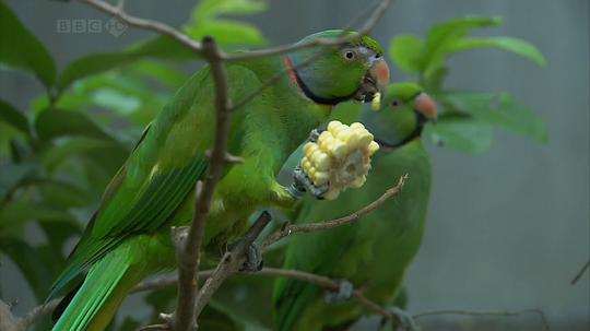 电视剧《生命博物馆  Museum Of Life》（2010英国）--高清4K/1080P迅雷BT资源下载