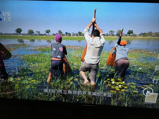 纪录片《与大象同行  Walking with Elephants》（2020英国）--高清4K/1080P迅雷BT资源下载