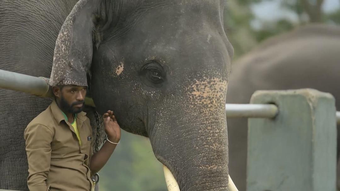 纪录片《小象守护者  The Elephant Whisperers》（2022印度）--高清4K/1080P迅雷BT资源下载