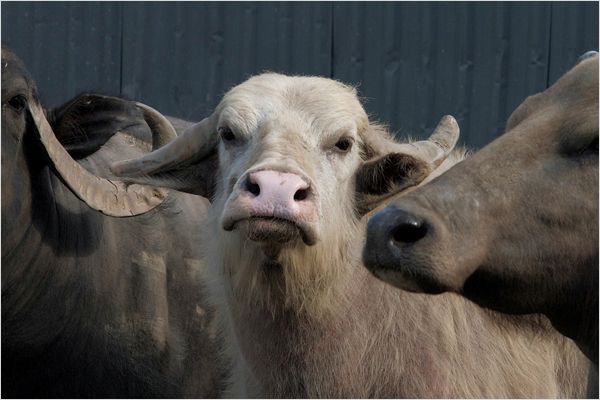 纪录片《静观百兽  Bestiaire》（2012加拿大）--高清4K/1080P迅雷BT资源下载