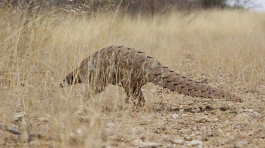 纪录片《穿山甲：被捕杀最多的动物  Pangolins: The World's Most Wanted Animal》（2018英国）--高清4K/1080P迅雷BT资源下载