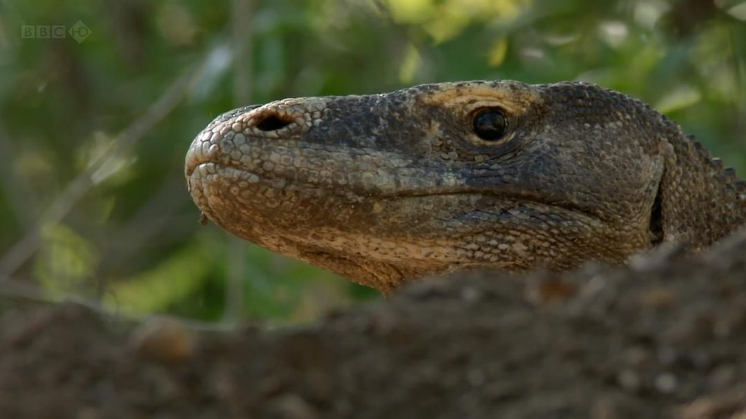 纪录片《BBC自然世界：死亡之吻—科莫多巨蜥  The Natural World--Komodo: The Deadly Bite》（2011英国）--高清4K/1080P迅雷BT资源下载