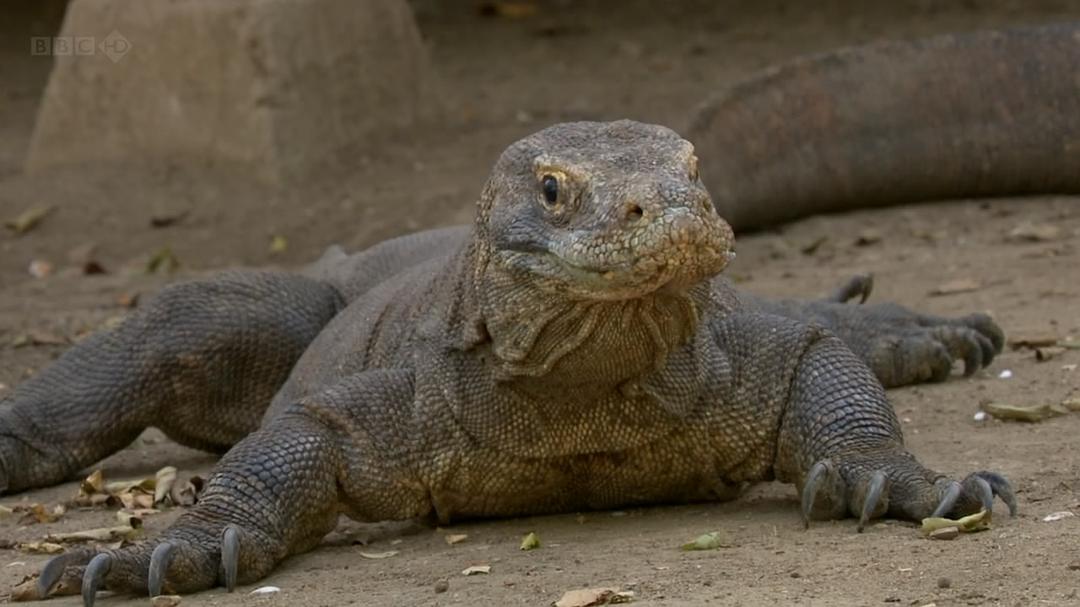 纪录片《BBC自然世界：死亡之吻—科莫多巨蜥  The Natural World--Komodo: The Deadly Bite》（2011英国）--高清4K/1080P迅雷BT资源下载