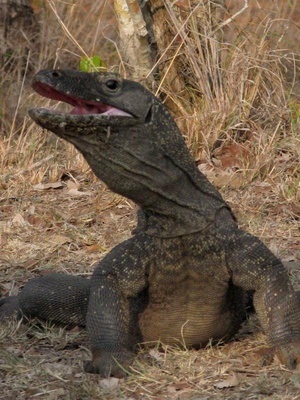 纪录片《BBC自然世界：死亡之吻—科莫多巨蜥  The Natural World--Komodo: The Deadly Bite》（2011英国）--高清4K/1080P迅雷BT资源下载