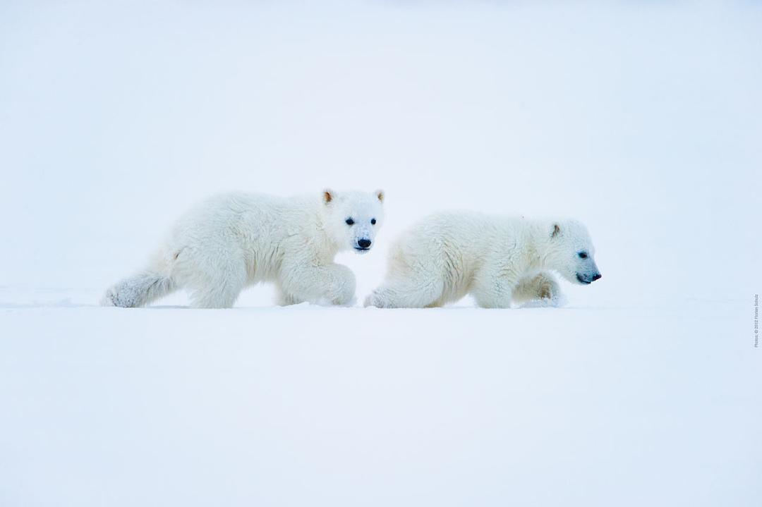 纪录片《北极  To the Arctic 3D》（2012美国）--高清4K/1080P迅雷BT资源下载