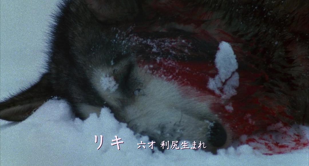 电影《南极物语  南極物語》（1983日本）--高清4K/1080P迅雷BT资源下载