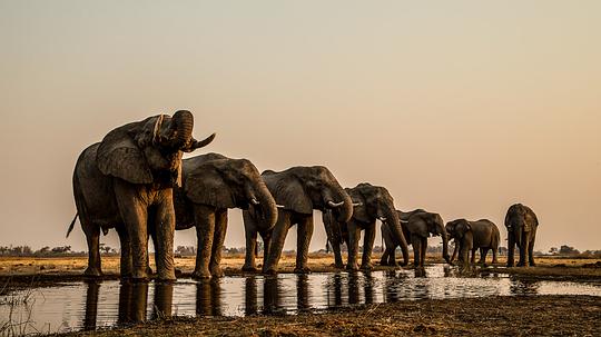 电影《奥卡万戈：梦想之河  Okavango: River of Dreams》（2019博茨瓦纳）--高清4K/1080P迅雷BT资源下载