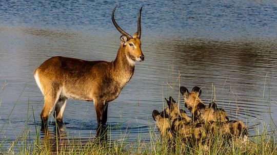 电影《奥卡万戈：梦想之河  Okavango: River of Dreams》（2019博茨瓦纳）--高清4K/1080P迅雷BT资源下载