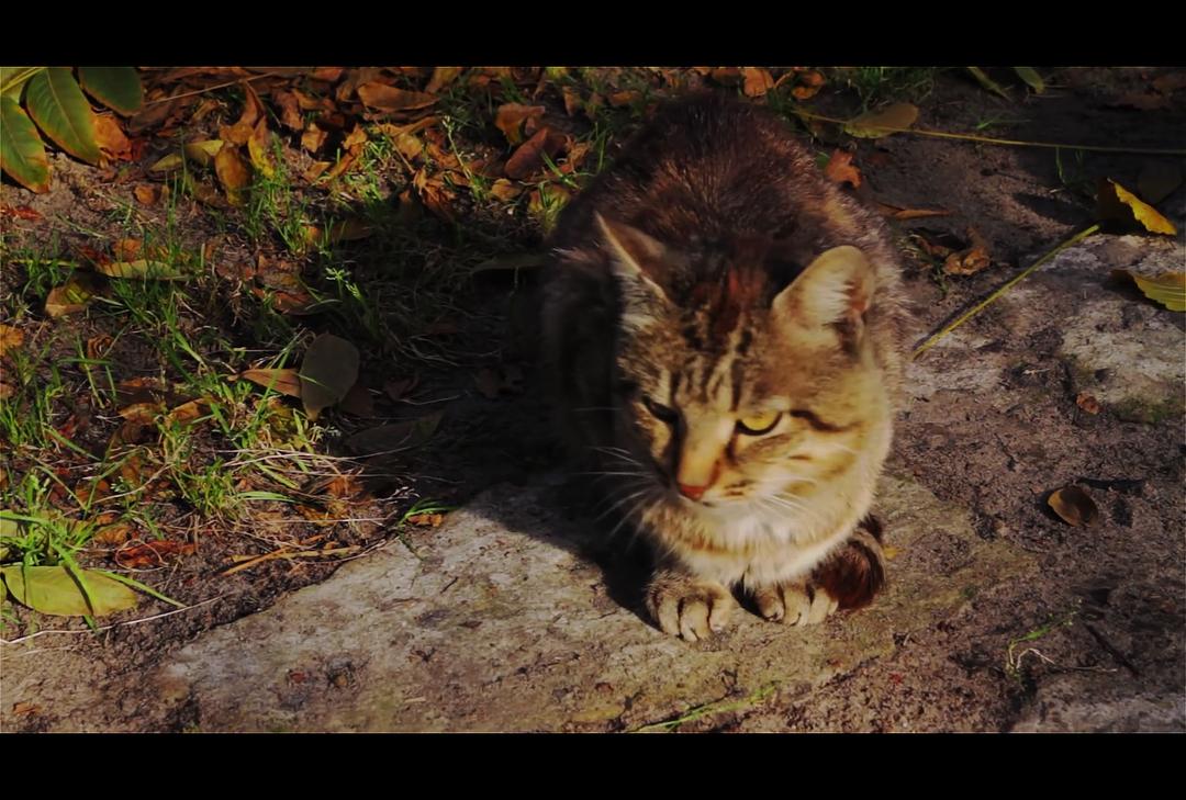 纪录片《Inside Chernobyl》（2012英国）--高清4K/1080P迅雷BT资源下载