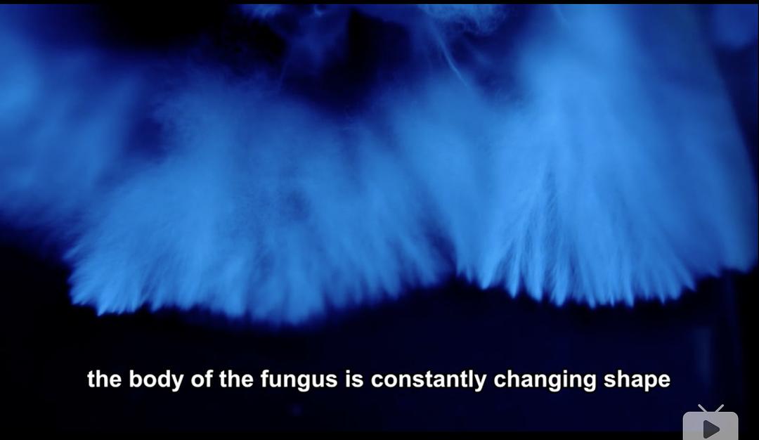 纪录片《真菌王国  The Kingdom: How Fungi Made Our World》（2018加拿大 Canada / 澳大利亚 Australia）--高清4K/1080P迅雷BT资源下载