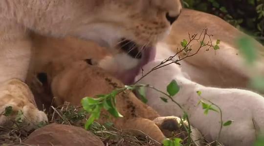 电影《白狮  White Lion》（2010南非）--高清4K/1080P迅雷BT资源下载