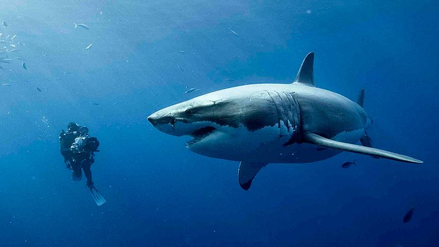 电影《鲨海  47 Meters Down》（2016英国）--高清4K/1080P迅雷BT资源下载