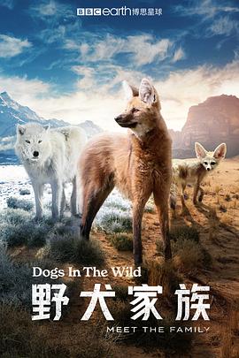 电影《野犬家族  Dogs in the Wild: Meet the Family》（2022英国）--高清4K/1080P迅雷BT资源下载