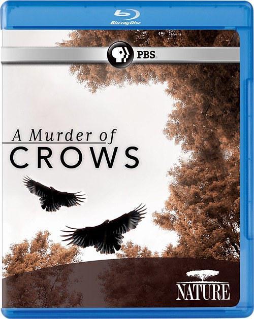 纪录片《乌鸦  Nature: A Murder of Crows》（2010美国）--高清4K/1080P迅雷BT资源下载