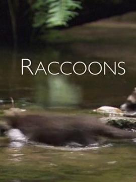 纪录片《浣熊：新欧洲人  Raccoons: The New Europeans》（2012德国）--高清4K/1080P迅雷BT资源下载