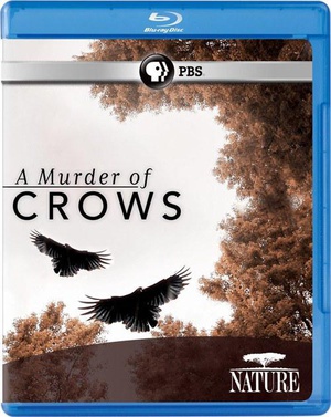 纪录片《乌鸦  Nature: A Murder of Crows》（2010美国）--高清4K/1080P迅雷BT资源下载