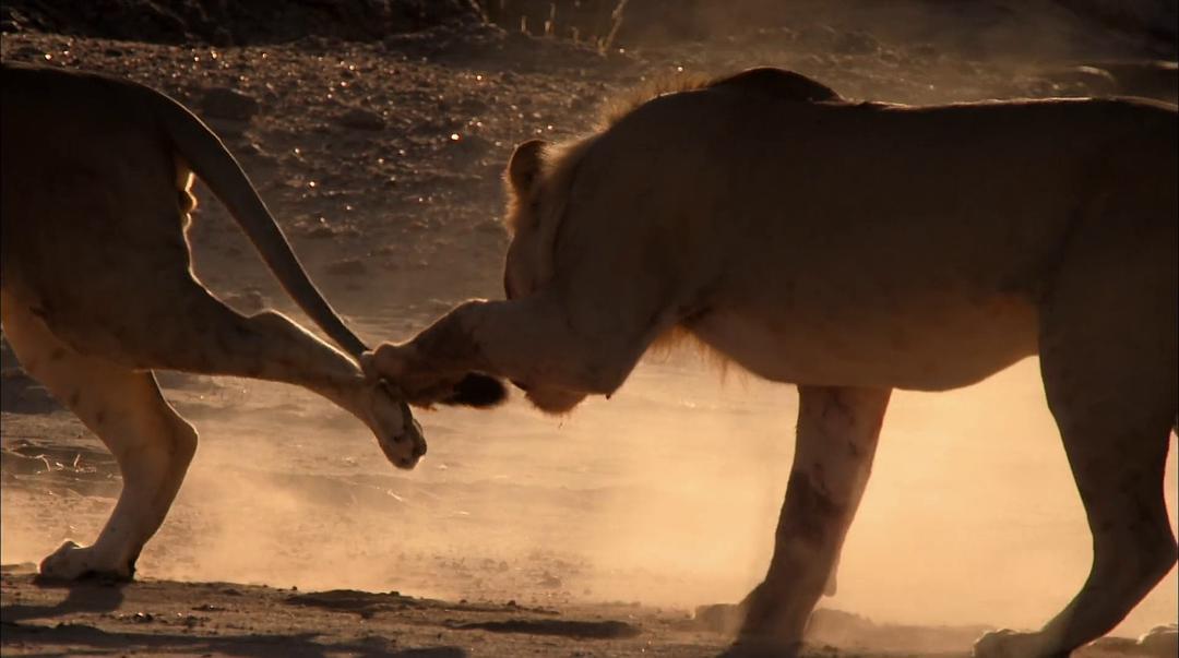 纪录片《沙漠战士：纳米布的狮子们  Desert Warriors: Lions of the Namib》（2016美国）--高清4K/1080P迅雷BT资源下载