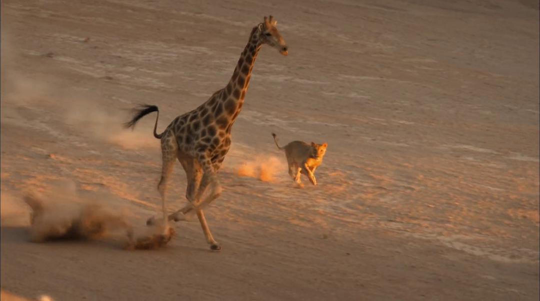 纪录片《沙漠战士：纳米布的狮子们  Desert Warriors: Lions of the Namib》（2016美国）--高清4K/1080P迅雷BT资源下载