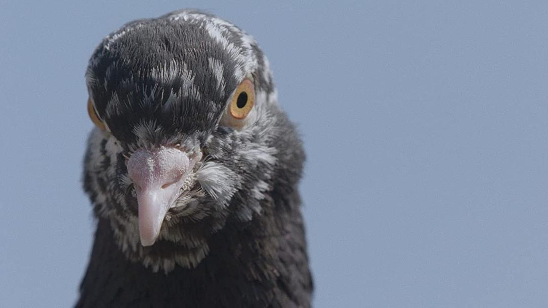 纪录片《Pigeon Kings》（2020美国）--高清4K/1080P迅雷BT资源下载