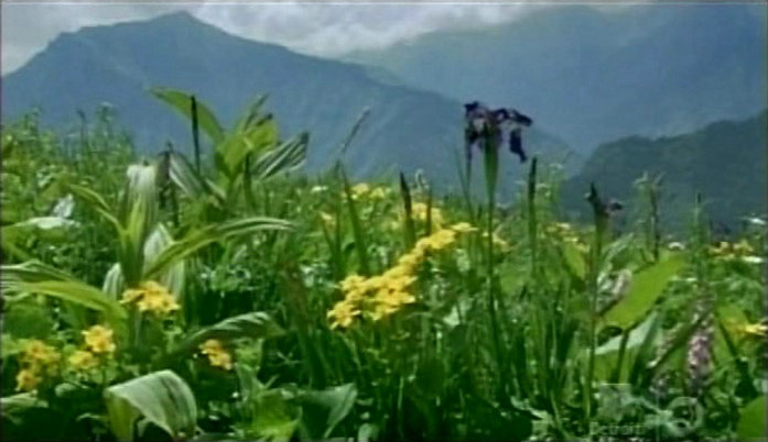 纪录片《第一朵花  First Flower》（2007美国）--高清4K/1080P迅雷BT资源下载