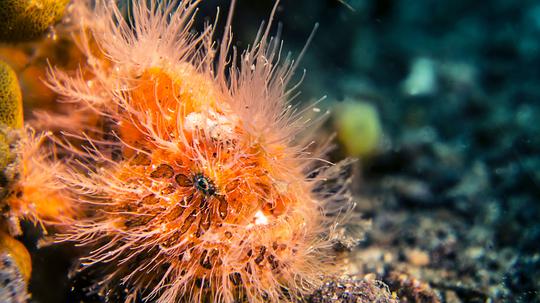 电视剧《海洋奇境  Wonders of the Ocean》（2019新西兰）--高清4K/1080P迅雷BT资源下载