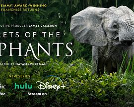 电视剧《Secrets of the Elephants Season 1  Secrets of the Elephants》（2023美国）--高清4K/1080P迅雷BT资源下载