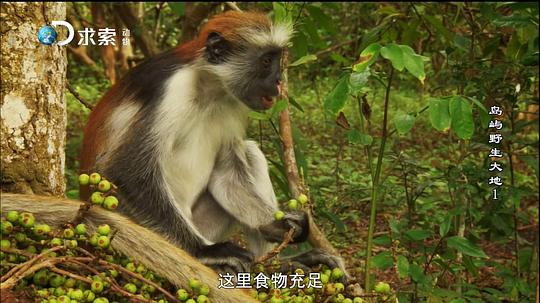 电视剧《岛屿野生大地 第一季  Wildest Islands》（2012英国）--高清4K/1080P迅雷BT资源下载