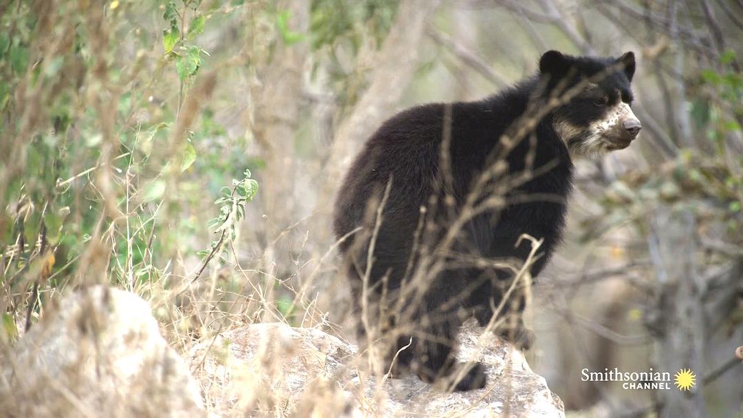 电视剧《安第斯山脉 第一季  The Wild Andes》（2018美国）--高清4K/1080P迅雷BT资源下载