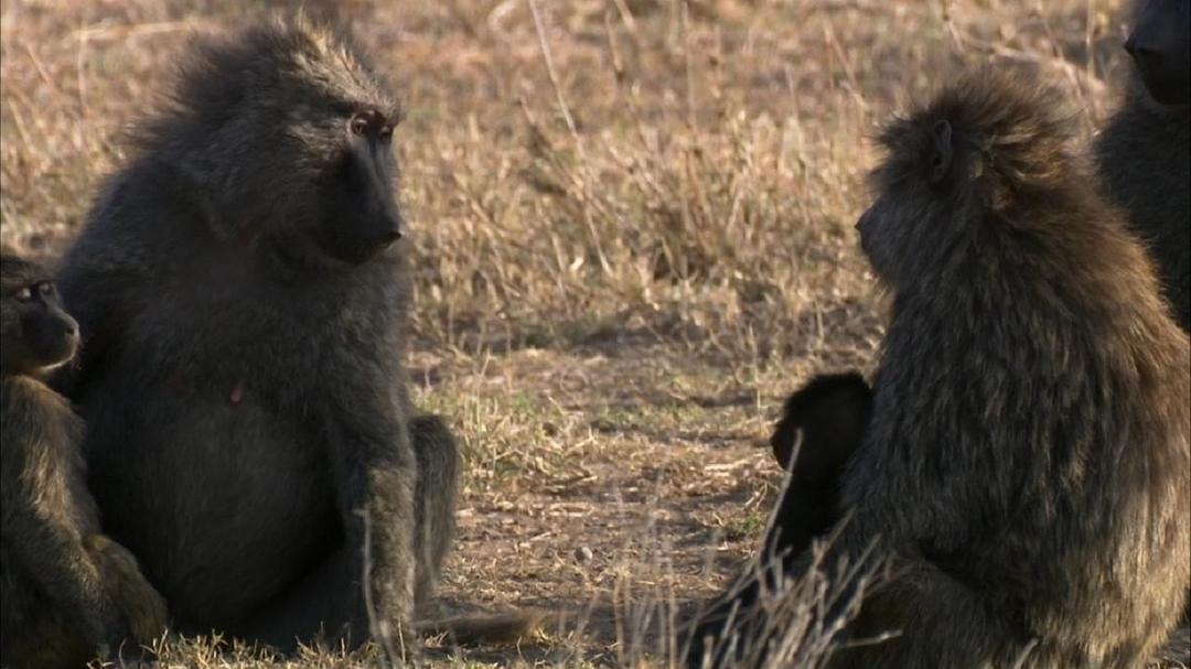 电视剧《大裂谷：美丽的非洲心脏  The Great Rift: Africa's Wild Heart》（2010英国）--高清4K/1080P迅雷BT资源下载