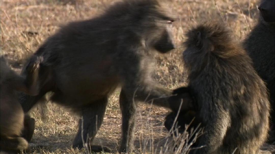 电视剧《大裂谷：美丽的非洲心脏  The Great Rift: Africa's Wild Heart》（2010英国）--高清4K/1080P迅雷BT资源下载