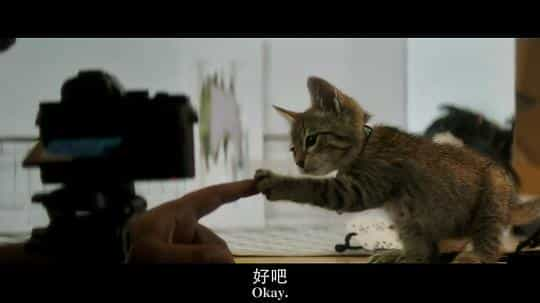 电影《基努猫  Keanu》（2016美国）--高清4K/1080P迅雷BT资源下载