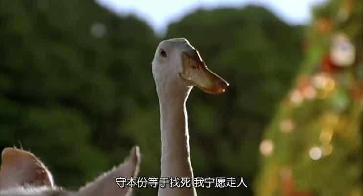 电影《小猪宝贝  Babe》（1995澳大利亚 / 美国）--高清4K/1080P迅雷BT资源下载