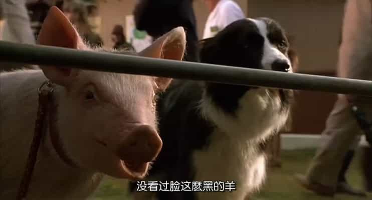 电影《小猪宝贝  Babe》（1995澳大利亚 / 美国）--高清4K/1080P迅雷BT资源下载