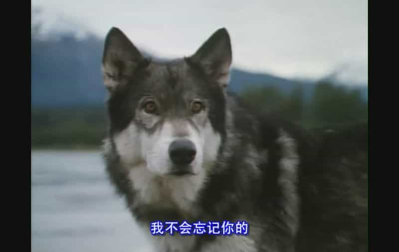 电影《雪地黄金犬  White Fang》（1991美国）--高清4K/1080P迅雷BT资源下载