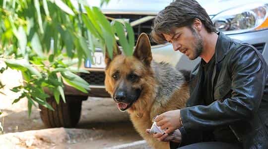 电影《警犬莱克斯  Il commissario Rex》（2008意大利）--高清4K/1080P迅雷BT资源下载