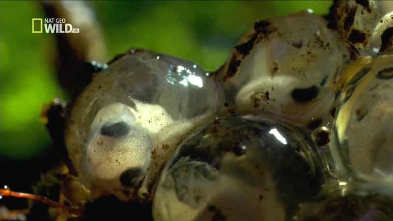 纪录片《野性夏威夷  Wild Hawaii》（2004美国）--高清4K/1080P迅雷BT资源下载