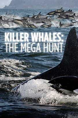 纪录片《虎鲸：超级狩猎者  Killer Whales: The Mega Hunt》（2016美国）--高清4K/1080P迅雷BT资源下载