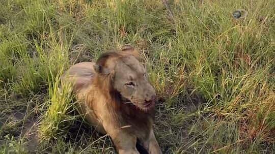 纪录片《狮王之路  Brothers in Blood: The Lions of Sabi Sand》（2015南非 South Africa）--高清4K/1080P迅雷BT资源下载