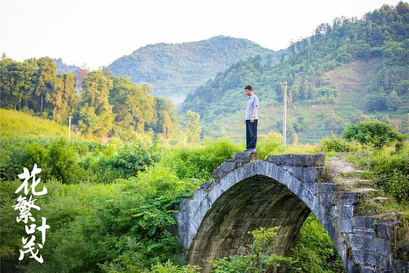 电视剧《花繁叶茂》（2020中国大陆）--高清4K/1080P迅雷BT资源下载