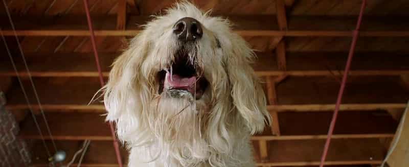 电影《狗狗之日  Dog Days》（2018美国）--高清4K/1080P迅雷BT资源下载