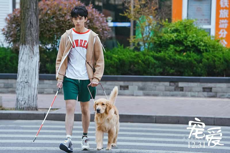 电影《宠爱》（2019中国大陆）--高清4K/1080P迅雷BT资源下载