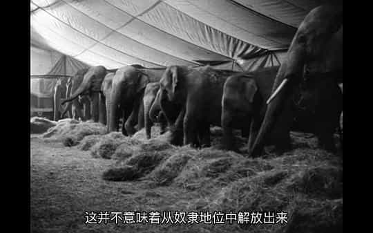 电影《马戏院帐篷顶上的艺人  Die Artisten in der Zirkuskuppel: Ratlos》（1968西德）--高清4K/1080P迅雷BT资源下载