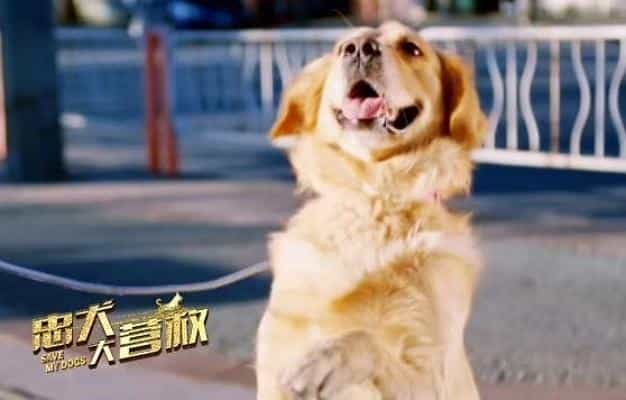 电影《忠犬大营救》（2018中国大陆）--高清4K/1080P迅雷BT资源下载