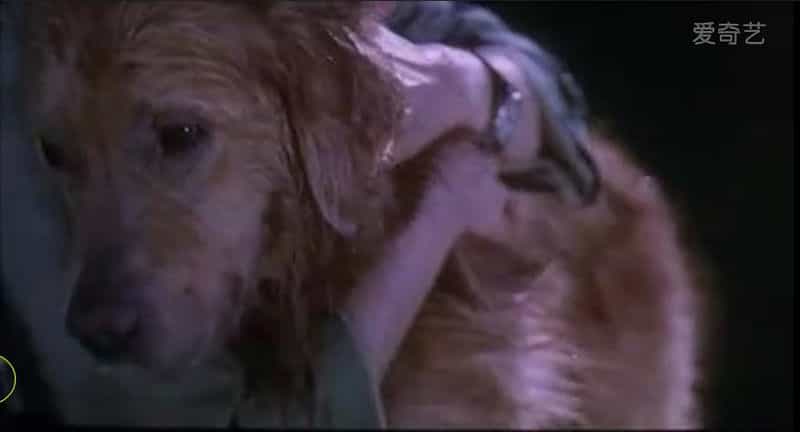 电影《完美情人》（2001中国香港）--高清4K/1080P迅雷BT资源下载