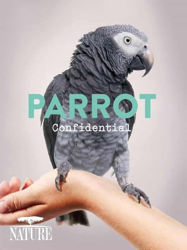 电影《自然世界：解密鹦鹉  Parrot Confidential》（2013美国）--高清4K/1080P迅雷BT资源下载