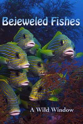 电影《Wild Window: Bejeweled Fishes》（2016美国）--高清4K/1080P迅雷BT资源下载