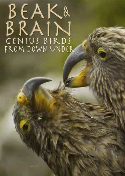 纪录片《喙与脑：使用工具的鸟类  Beak and Brain: Genius Birds from Down Under》（2013德国）--高清4K/1080P迅雷BT资源下载