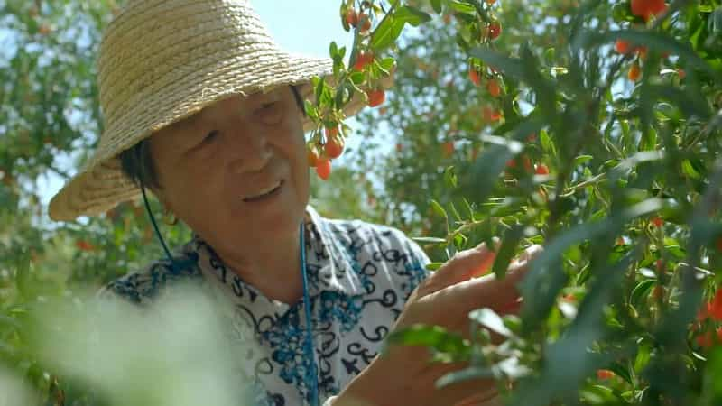 电视剧《本草中华》（2017中国大陆）--高清4K/1080P迅雷BT资源下载