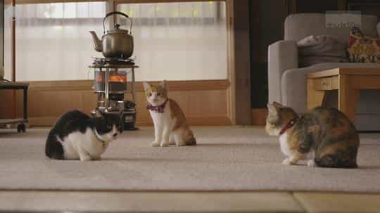 电视剧《猫物件  ねこ物件》（2022日本）--高清4K/1080P迅雷BT资源下载