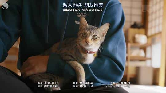 电视剧《猫物件  ねこ物件》（2022日本）--高清4K/1080P迅雷BT资源下载